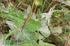 蒲公英泡水是用根部好还是叶子好?