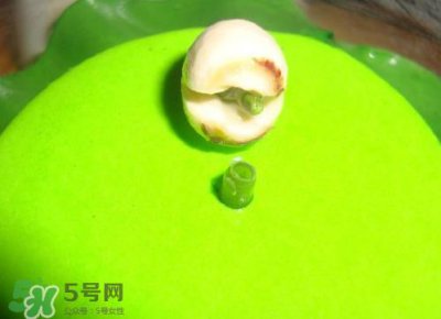 ​新鲜莲子可以种吗？新鲜莲子能种出荷花吗？
