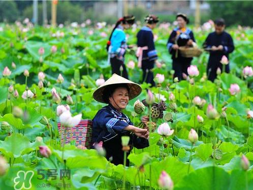 新鲜莲子可以种吗？新鲜莲子能种出荷花吗？