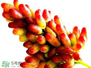 美人指葡萄多少钱一斤？美人指葡萄是转基因吗？