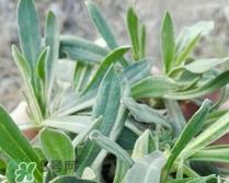 面条菜是酸性还是碱性?面条菜是碱性食物吗?