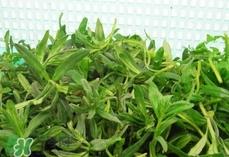 面条菜是酸性还是碱性?面条菜是碱性食物吗?