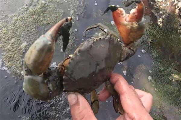 怎么分辨青蟹死了没 青蟹死活怎么看