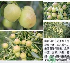 冬枣可以冷冻吗？冬枣可以晒干保存吗？