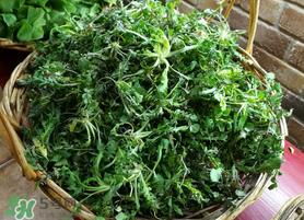肾结石能吃荠菜吗？肾结石可以吃荠菜吗？