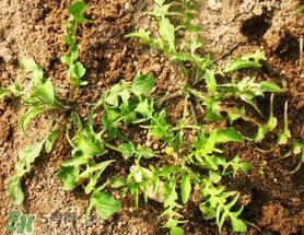 肾结石能吃荠菜吗？肾结石可以吃荠菜吗？