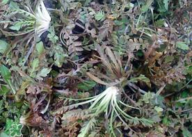 肾结石能吃荠菜吗？肾结石可以吃荠菜吗？
