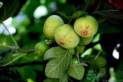 无花果可以空腹吃吗?空腹吃无花果好吗