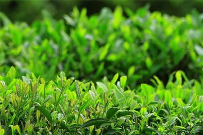 ​谷雨茶是绿茶吗 谷雨茶什么时候采摘好
