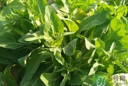 孕妇能不能吃白菜苔?孕妇吃白菜苔有什么好处