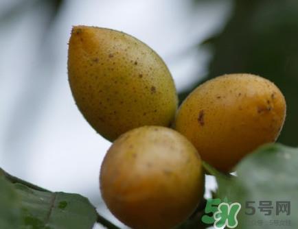 黄皮干多少钱一斤？川贝黄皮干有什么功效