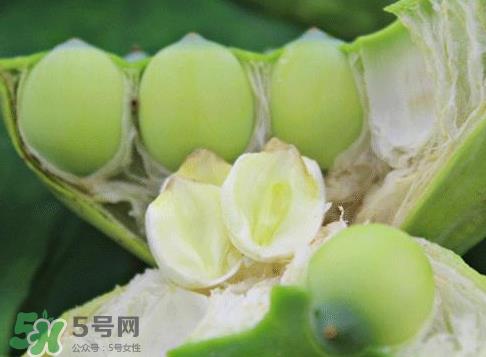 新鲜莲蓬怎么吃？新鲜莲蓬的吃法