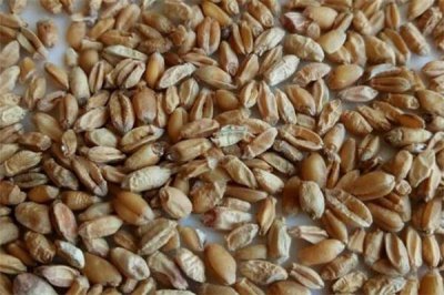​浮小麦是什么 浮小麦和小麦的区别