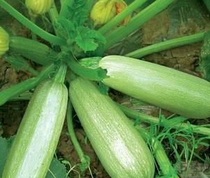 瓠子是凉性的吗？如何辨别凉性食物与寒性食物？