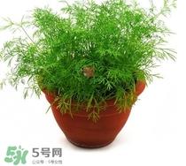 茴香菜什么时候种？茴香菜什么季节吃