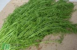 茴香菜什么时候种？茴香菜什么季节吃