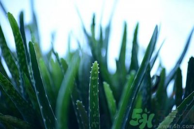 ​橄榄油可以加芦荟吗?橄榄油加芦荟的作用