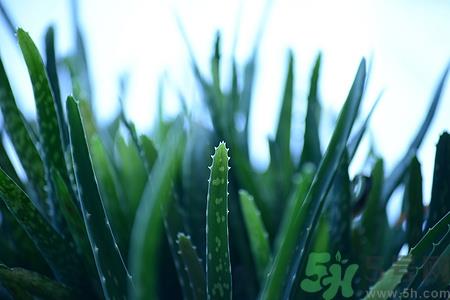 橄榄油可以加芦荟吗?橄榄油加芦荟的作用