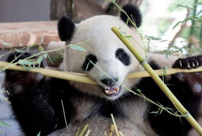 ​大熊猫力大，堪称食物链顶端生物，为何选择了吃竹子？