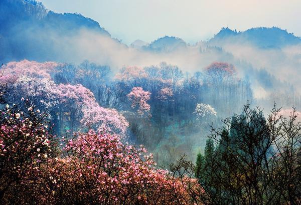 江油吴家后山, 置身在花林树海之中时, 才感觉到什么是世外桃源