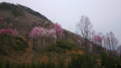 ​江油吴家后山, 置身在花林树海之中时, 才感觉到什么是世外桃源
