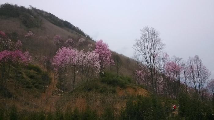 江油吴家后山, 置身在花林树海之中时, 才感觉到什么是世外桃源