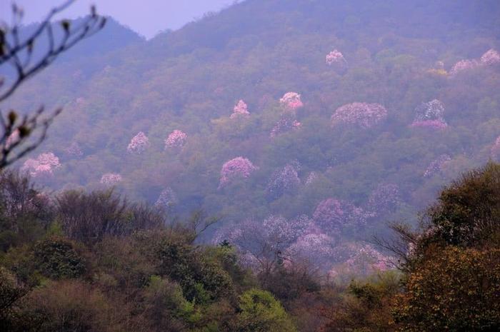 江油吴家后山, 置身在花林树海之中时, 才感觉到什么是世外桃源