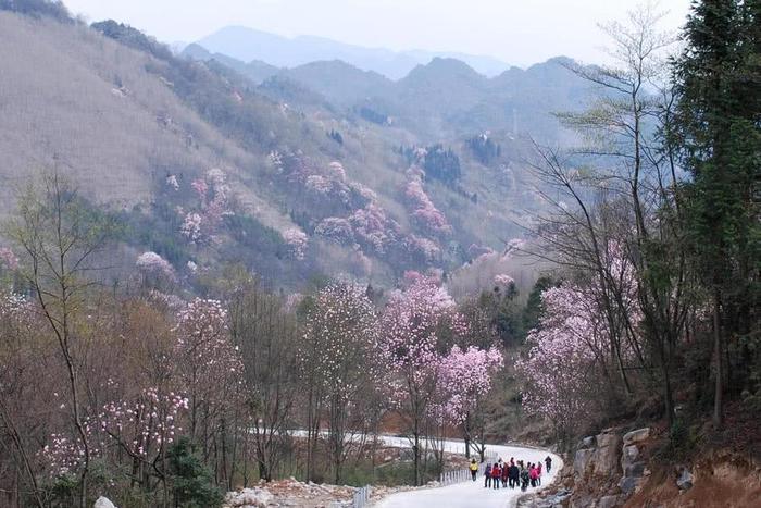 江油吴家后山, 置身在花林树海之中时, 才感觉到什么是世外桃源