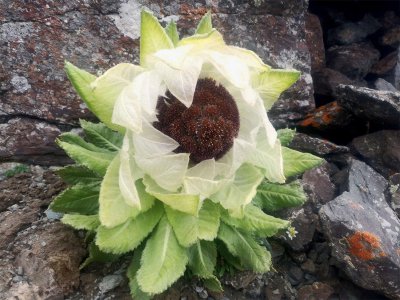 ​逆境中生长顽强植物