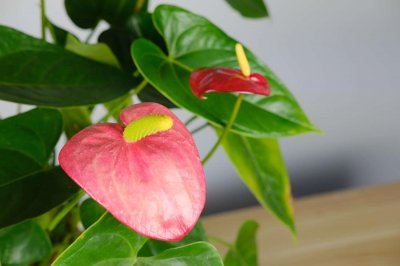 ​客厅电视两边摆什么植物旺财