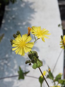 ​抱茎苦荬菜:菊科小苦荬菜属多年生草本。也叫:尖裂假还阳参。黄花