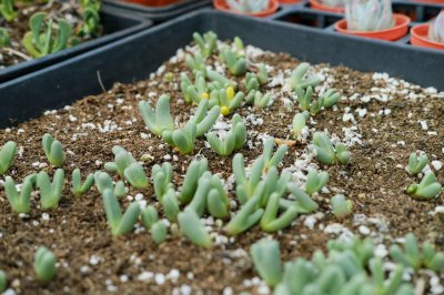 ​带香味的多肉植物大盘点