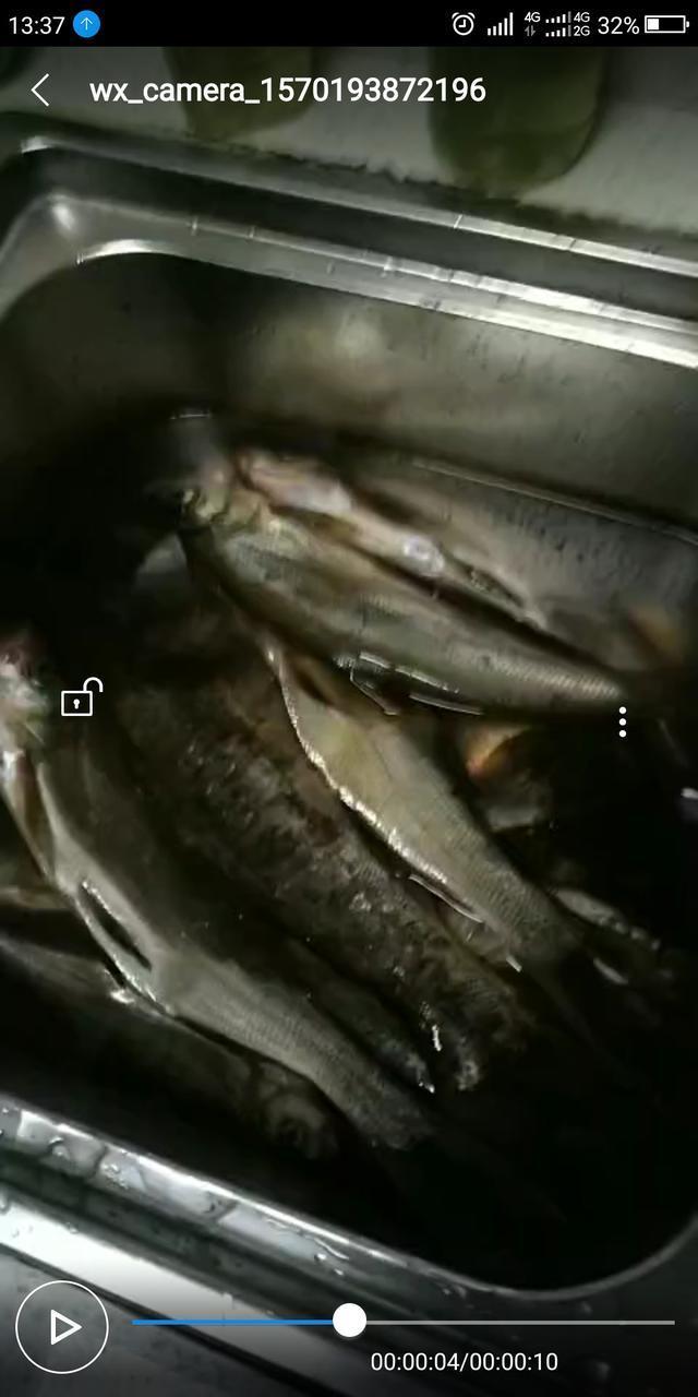 二钓升钟湖，降温差点空军，终于凑够一盘菜