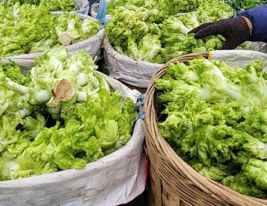 ​冬季蔬菜上新，儿菜必须有姓名