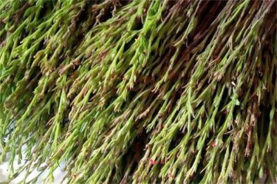​乡下一种草药，人称“独脚金”，可以说价值比黄金还贵，价值珍贵