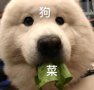 ​微笑天使“萨摩耶”，这6大缺点，接受了才是真爱