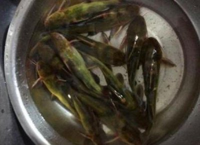 ​这种野味浑身是刺，价格挺贵，大人都留着给孩子吃