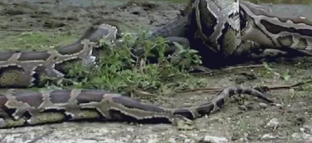 蟒蛇大战鳄鱼、生吞鳄鱼，鳄鱼从蟒蛇胃中钻出，蟒蛇当场死亡