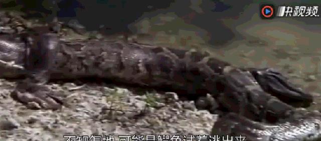 蟒蛇大战鳄鱼、生吞鳄鱼，鳄鱼从蟒蛇胃中钻出，蟒蛇当场死亡