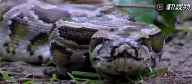 蟒蛇大战鳄鱼、生吞鳄鱼，鳄鱼从蟒蛇胃中钻出，蟒蛇当场死亡