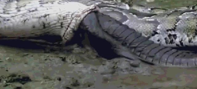 蟒蛇大战鳄鱼、生吞鳄鱼，鳄鱼从蟒蛇胃中钻出，蟒蛇当场死亡