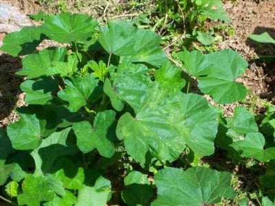 ​农村野菜“葵菜”，药用价值高，不愧为曾经的“百菜之王”