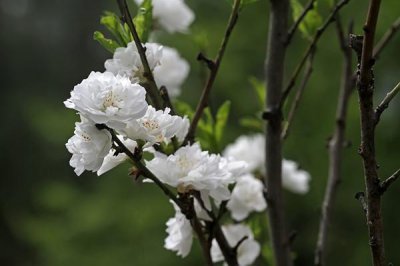 ​ 等待那花开风起的季节，新品观赏桃——帚桃的栽培技术