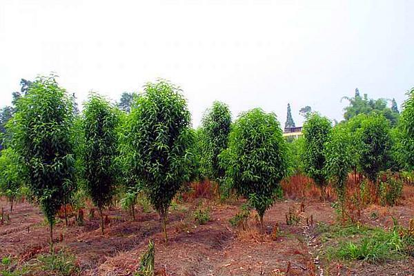  等待那花开风起的季节，新品观赏桃——帚桃的栽培技术