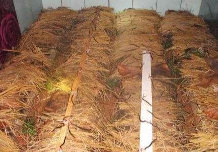 排行“五毒”之首,以前遇到就踩死,如今走出国门成稀罕货!