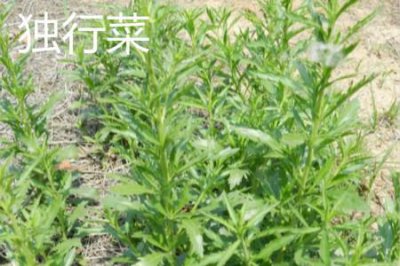 ​独行菜和荠菜的区别
