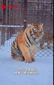 ​抖音老虎被兄弟排挤变身委屈小猫咪是什么梗