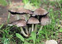 小孩可以吃灵芝吗?小孩吃灵芝有什么作用