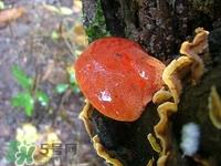 小孩可以吃灵芝吗?小孩吃灵芝有什么作用