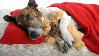 ​纯种萨摩耶犬多少钱一只，纯种萨摩耶犬价格